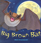 Big Brown Bat