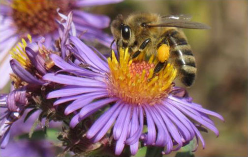 Bee on flower