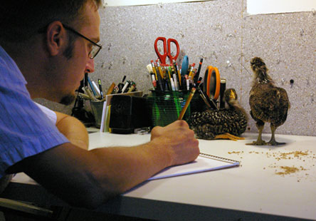 Chicks under lamp